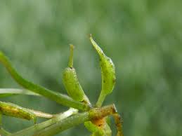 Image result for Zannichellia palustris