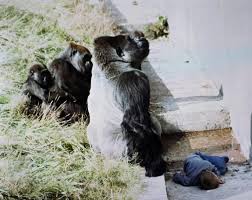 Intuitive fred888: Gorillas have shown compassion for young children in zoo  falls