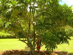 Check spelling or type a new query. Botany National Tropical Botanical Garden