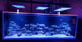 Saltwater Reef Aquarium Led Lighting India Orphek