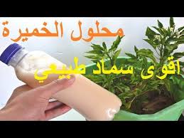 محلول الخميرة يعمل على تقوية وتسريع نمو النباتات youtube fertilizer for plants tiny garden ideas plant problems