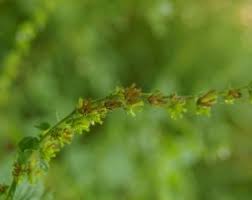 Image result for Cantinoa americana