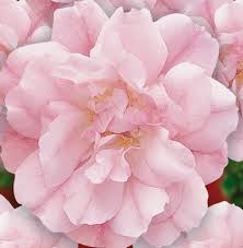Glossy green foliage and pastel pink blooms arranged in large clusters are exceptionally disease resistant. Flower Carpet Roses Ground Cover Roses Anthony Tesselaar Plants