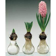 Traditional Dutch Hyacinth Glasses K Van Bourgondien Bulb Flowers Growing Bulbs Garden Crafts