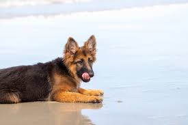 Wir wuerden uns immer wieder fuer so einen mix entscheiden. Umgang Mit Gefuhlen Und Unruhe Beim Deutschen Schaferhund Naku