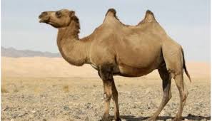 World's smallest miniature horses | largest giant rabbits and brahma hens. A Camel Is A Horse Designed In A Meeting