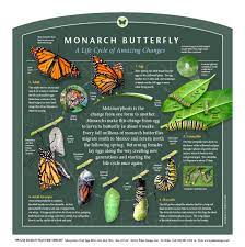 Outdoor Interpretive Nature Trail Sign In Insect Pollinator Series Monarch Butterfly Life Cycle Migration Metamorphosis Milkweed 034 1414 01a 7012 Puls Insect Pollinators Monarch Butterfly Raising Monarch Butterflies