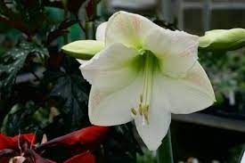 How To Take Care Of An Amarillas Plant Ehow Amaryllis Plant Plants Amaryllis