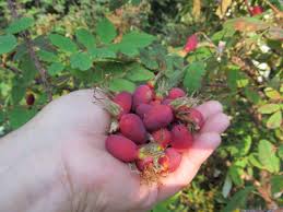 Add rosehips to boiling water, cover, reduce heat, 8and simmer gently for about 8 minutes. How To Make Healthy Rose Hip Tea Make It A Garden