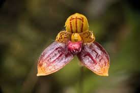 Image result for Bulbophyllum sp. nov