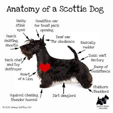 Pin By Stuart Field On I Have Multiple Std S In 2020 Scottie Terrier Scottie Dog Scottie