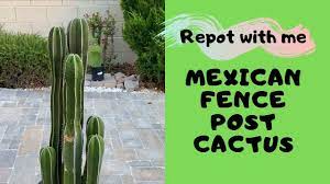 Mexican fence post cactus requires full sunlight with partial shade and porous soil. Let Us Repot A Columnar Cactus Mexican Fence Post Youtube