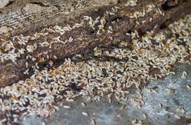 Removing excessive humid will narrow down the potential living potential of termites, protecting the house from getting destroyed. What You Should Know Before Termite Swarming Season Termite Control