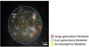 Live von der #alptritt aus der perspektive von kuh nora. Genschalter Bei Der Arbeit Beobachtet Transkriptionsfaktor Srf Live In Zellen Untersucht Innovations Report
