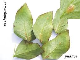 Image result for puklice na pokojových rostlinách obrázek