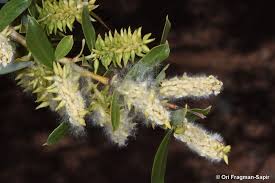 Image result for Salicaceae