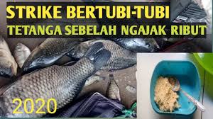Harga paket a umpan putih ikan mas / umpan putih wangi pa ikin. 19 Bahan Umpan Putih Ikan Mas Pictures Hobi Mancing