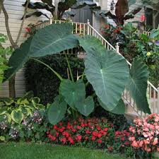 Jack S Giant Elephant Ear Shade Plants Shade Garden Tropical Landscaping