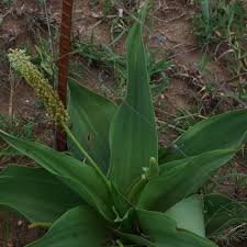 Image result for Ledebouria floribunda
