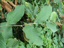 Image result for Flemingia strobilifera