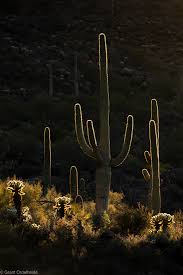 But i'm sure you know that, right? Life Lessons From A Cactus Turns To Adventure