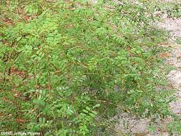 Image result for Indigofera filipes