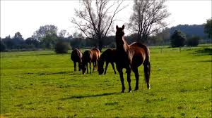 Sir archy (or archy, archie, or sir archie; Sir Archy Horse World Fastest Horse Youtube