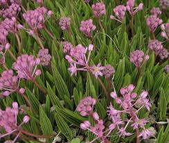 Image result for Ledebouria cooperi