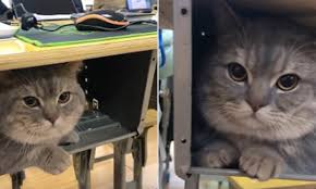 The munchkin cat breed is a medium sized cat with extremely short legs and a long spine. Pet Cat Quietly Stays Inside His Student Owner S Desk After She Secretly Brought Him Into Class Daily Mail Online