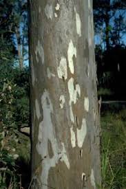 Image result for Eucalyptus tereticornis