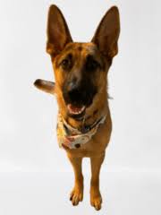 Meet The Team of Landworks Fence