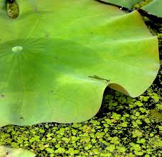 Palmate leaves, which can be referred to as fan palms, have adjacent leaflets or leaf segments that are joined laterally for some or most of their length. Word Of The Week Peltate Master Gardeners Of Northern Virginia