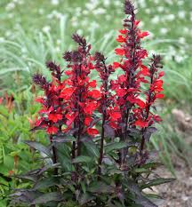 Image result for foto Lobelka