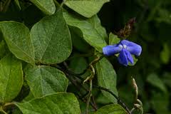 Image result for Scepocarpus hypselodendron