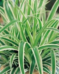 Heather Justesen Spider Plants Love To Hang Out Air Cleaning House Plants Growing Plants Indoors Air Purifying Plants