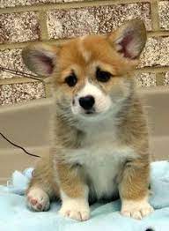Available puppies as of july 8th, 2021 dallas, texas parents: 17 Corgi Labrador Puppies Ideas In 2021 Puppies Corgi Cute Corgi