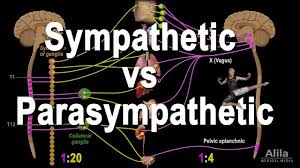 autonomic nervous system sympathetic vs parasympathetic animation