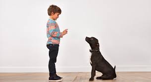 Check spelling or type a new query. How To Train Your Dog To Play Nice With Children And Babies Fatherly
