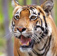 India Wildlife Tour India Wildlife Tours Indian Wildlife Tour Wildlife Tours In India Wildlife Tour Travel Wildl Wildlife Tour Wildlife Wildlife Sanctuary