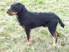 Jagdterrier - Wikipedia
