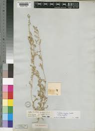 Image result for Tribulus zeyheri