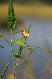 Image result for Aeschynomene cristata