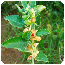 Image result for Withania