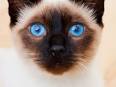 8 Types of Cats with Blue Eyes | PetCareRx