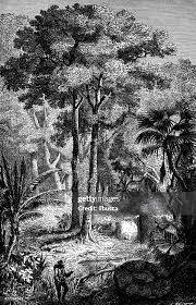 Image result for Antiaris