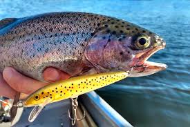 Free ship to store on all orders. Best Trolling Lures For Trout That Outperform All Others Fishing Duo