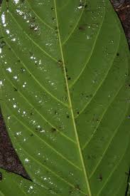 Image result for Belonophora