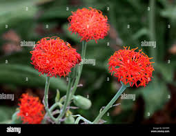 Image result for Kleinia abyssinica