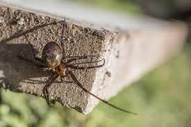 Viral press) tube web spiders have fangs capable of piercing human skin. Mapped New Biting Spider With Green Fangs Spotted In Britain Nature News Express Co Uk