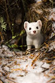 I Photographed A Cute Little Ermine On Our Hike In Northwestern Montana Scary Animals Baby Animals Super Cute Cute Ferrets